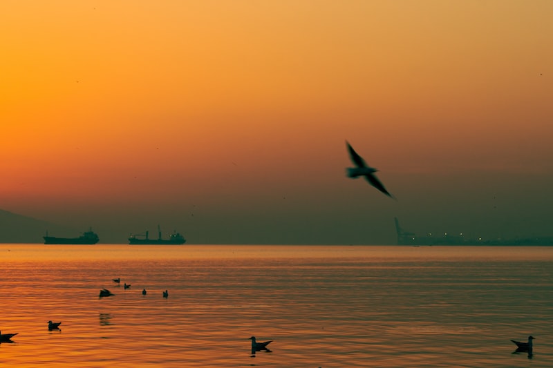 Sile'da Kuş Gözlemciliği Sile'da Kuş Gözlemciliği